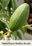 Fruit de bombax ceiba