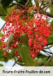 Fleurs de brachychiton acerifolius