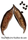 Fruit de brachychiton acerifolius