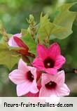 Fleurs de brachychiton discolor