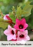 Fleurs-Fruits-Feuilles de brachychiton discolor