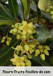 Fleurs-Fruits-Feuilles de brexia madagascariensis