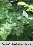Feuilles de breynia disticha