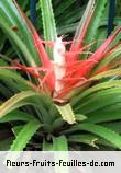 Feuilles de bromelia balansae