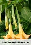 Fleurs-Fruits-Feuilles de brugmansia species