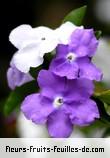 Fleurs-Fruits-Feuilles de brunfelsia hopeana