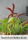 Feuilles de bulbophyllum falcatum