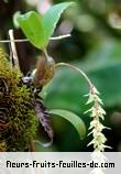 Fleurs-Fruits-Feuilles de bulbophyllum nutans