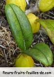 Feuilles de bulbophyllum nutans
