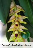 Fleurs-Fruits-Feuilles de bulbophyllum occlusum