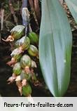 Fruit de bulbophyllum occlusum