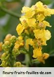 Fleurs de bunchosia armeniaca