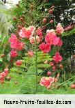 Fleurs-Fruits-Feuilles de caesalpinia pulcherrima