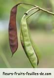 fruits de caesalpinia pulcherrima