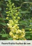 Fleurs-Fruits-Feuilles de caesalpinia sepiaria