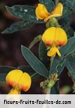 Fleurs-Fruits-Feuilles de cajanus cajan_bicolor