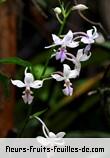 Fleurs-Fruits-Feuilles de calanthe sylvatica
