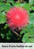 Fleurs-Fruits-Feuilles de calliandra haematocephala