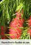 Fleurs-Fruits-Feuilles de callistemon citrinus