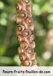 fruits de callistemon citrinus
