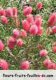 Fleurs-Fruits-Feuilles de callistemon species