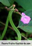 Fleurs-Fruits-Feuilles de canavalia ensiformis