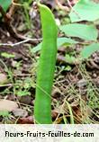 Fruit de canavalia ensiformis