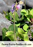 Fleurs-Fruits-Feuilles de canavalia maritima