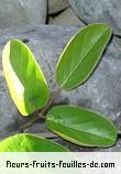 Feuilles de canavalia maritima