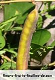 Fruit de canavalia maritima