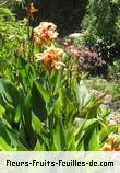 Fleurs-Fruits-Feuilles de canna species