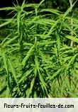 Feuilles de cannabis sativa