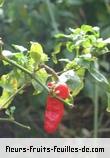 Fleurs-Fruits-Feuilles de capsicum species