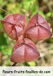fruits de cardiospermum halicacabum