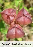 Fleurs-Fruits-Feuilles de cardiospermum halicacabum