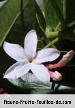 Fleurs de carissa carandas
