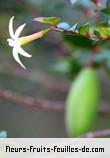 Fleurs de carissa spinarum