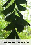 Feuilles de caryota mitis
