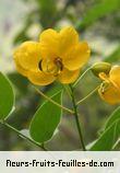 Fleurs-Fruits-Feuilles de cassia corymbosa