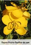 Fleurs de cassia corymbosa
