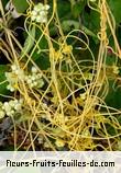 Feuilles de cassytha filiformis