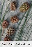 Fleurs-Fruits-Feuilles de casuarina equisetifolia