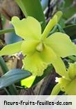 Fleurs-Fruits-Feuilles de cattleya blc_ports_of_paradise