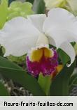 Fleurs-Fruits-Feuilles de cattleya species