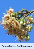 Fleurs de ceiba pentandra
