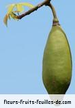 Fruit de ceiba pentandra