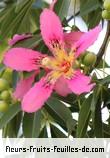 Fleurs de ceiba speciosa