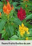 Fleurs-Fruits-Feuilles de celosia argentea_plumosa