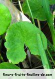 Fleurs-Fruits-Feuilles de centella asiatica