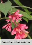 Fleurs-Fruits-Feuilles de cestrum elegans